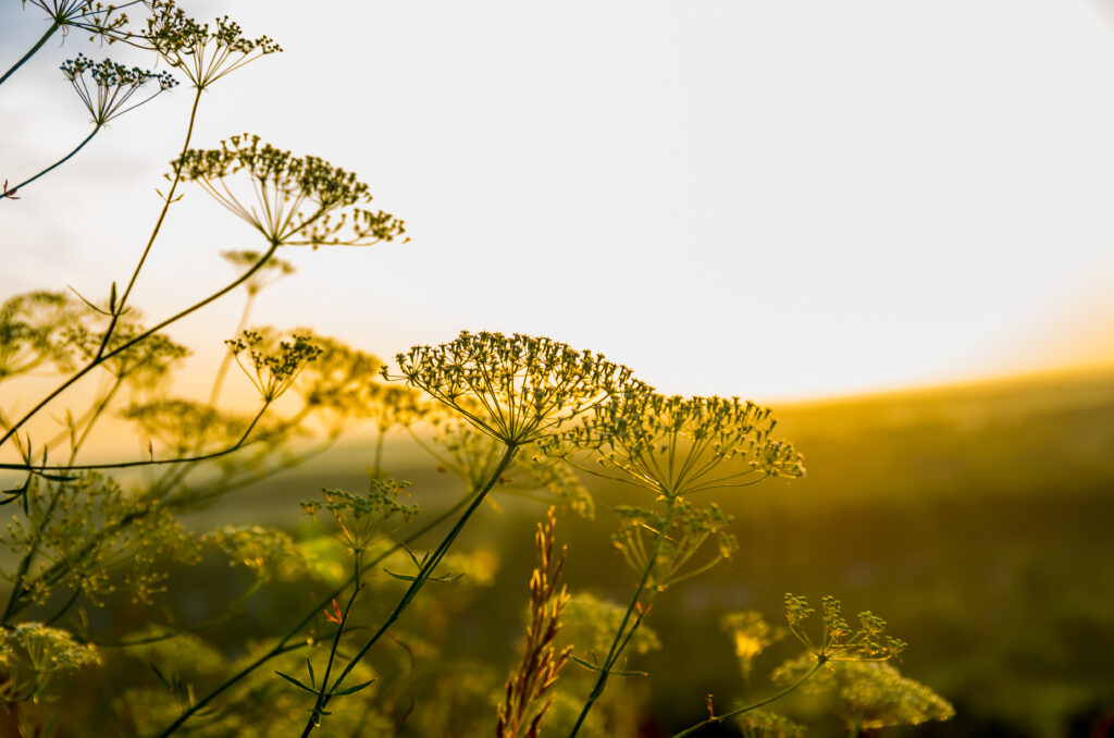 L'homme a fondamentalement besoin de nature. Avec Herbisto apprenez à mieux la connaître, l'observer et utiliser les plantes, pour améliore votre bien-être et votre autonomie.