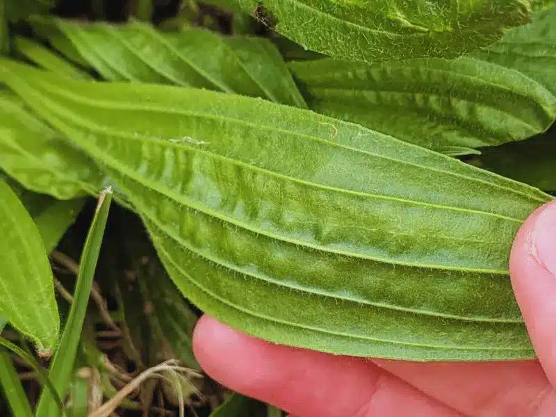 Verso Plantain