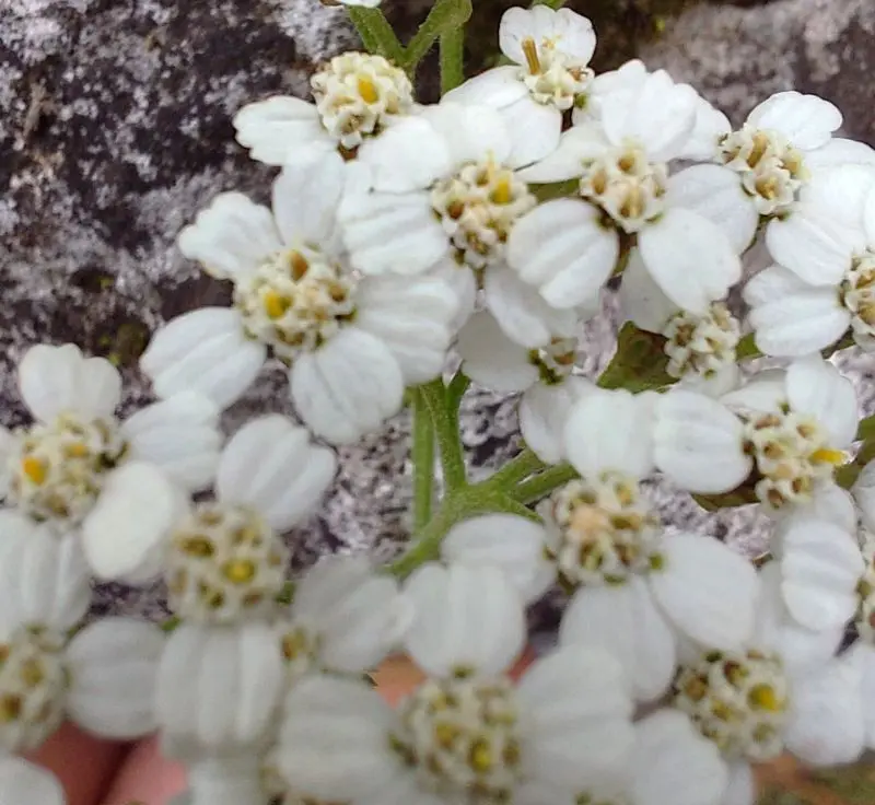 Achillée millefeuille détail fleurs