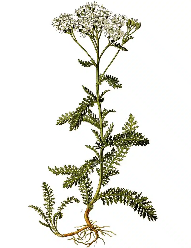 Achillee millefeuille-planche