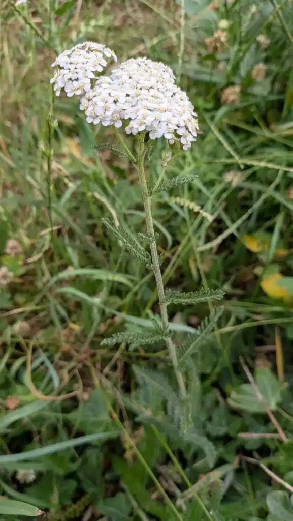 Achillee-millefeuillePE Achillee-millefeuillePE