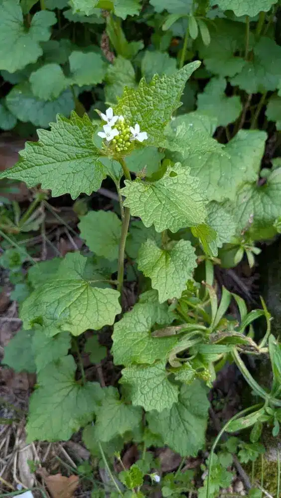 Aliaire officinale-en fleur