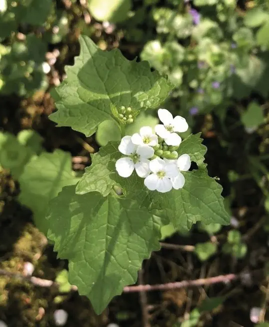 Alliaire-detail_fleur