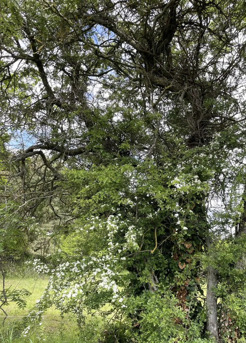 Aubépine arbuste - Crataegus monogyna