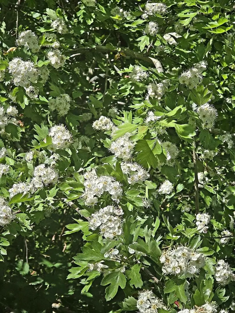 Aubépine crataegus en fleur