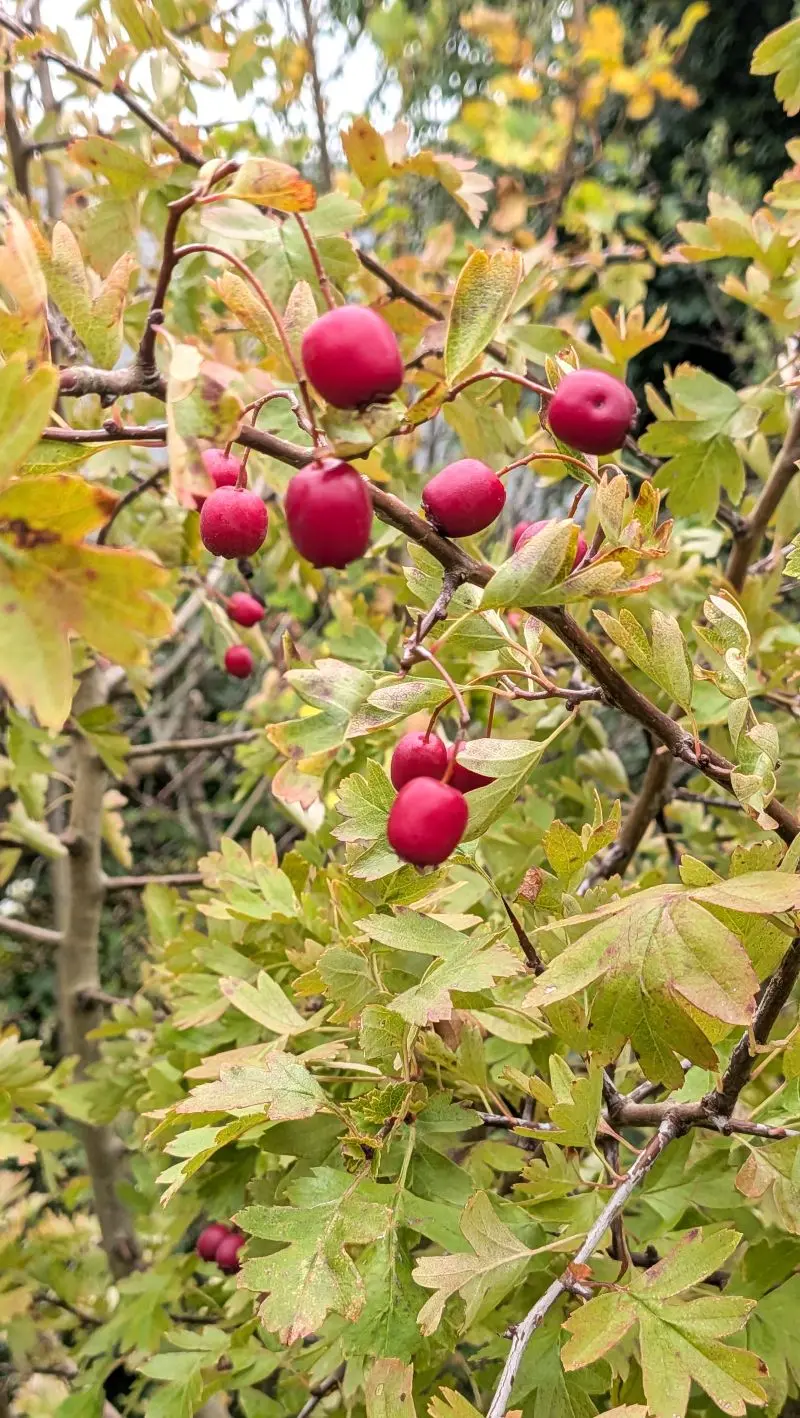 Aubepine crataegus fruit senelle
