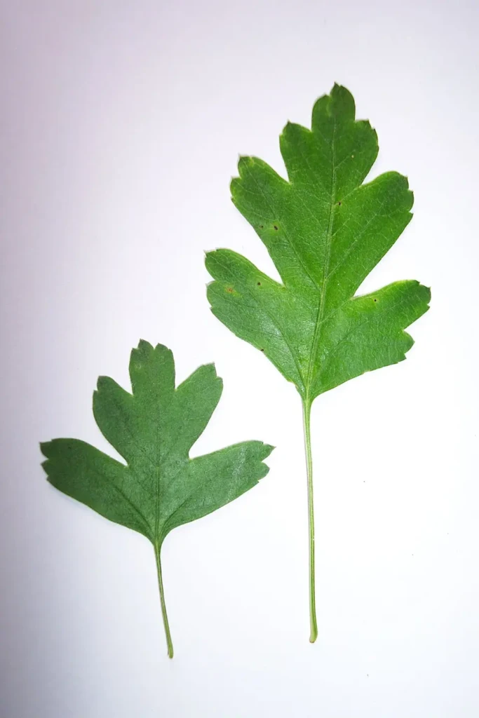 Aubépine feuille