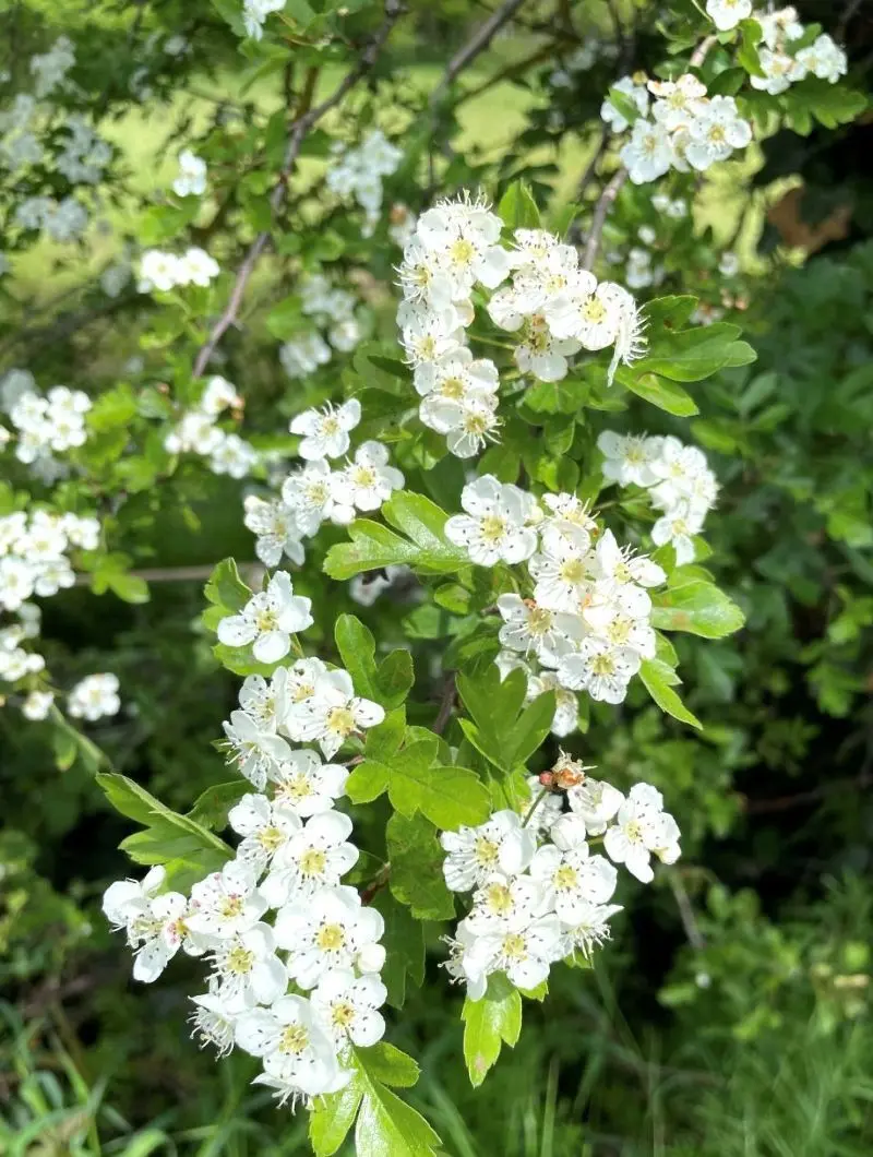 Fleur d'aubépine Crataegus monogyna