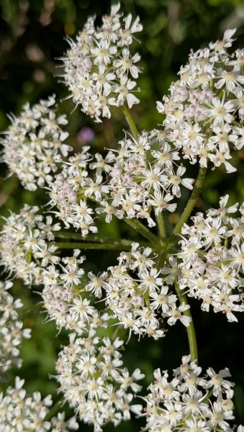 Berce commune inflorescence