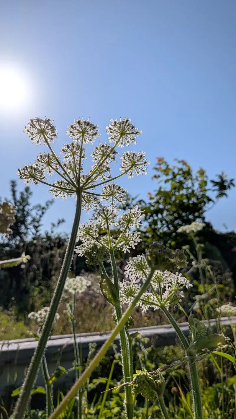Reconnaître Berce Commune ombelle