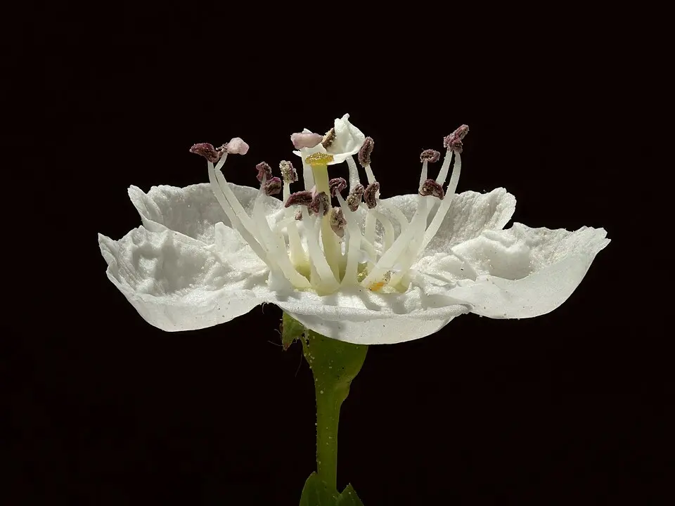 fleurs_Crataegus_monogyna