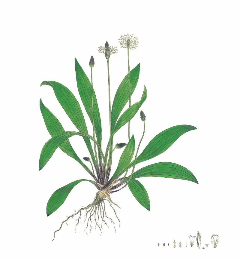 Plantain_planche Plantain_planche