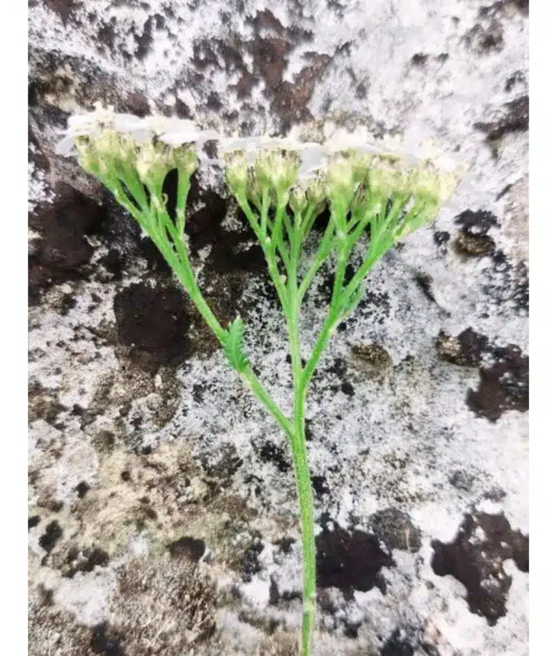 Achillée millefeuille corymbe Achillée millefeuille corymbe