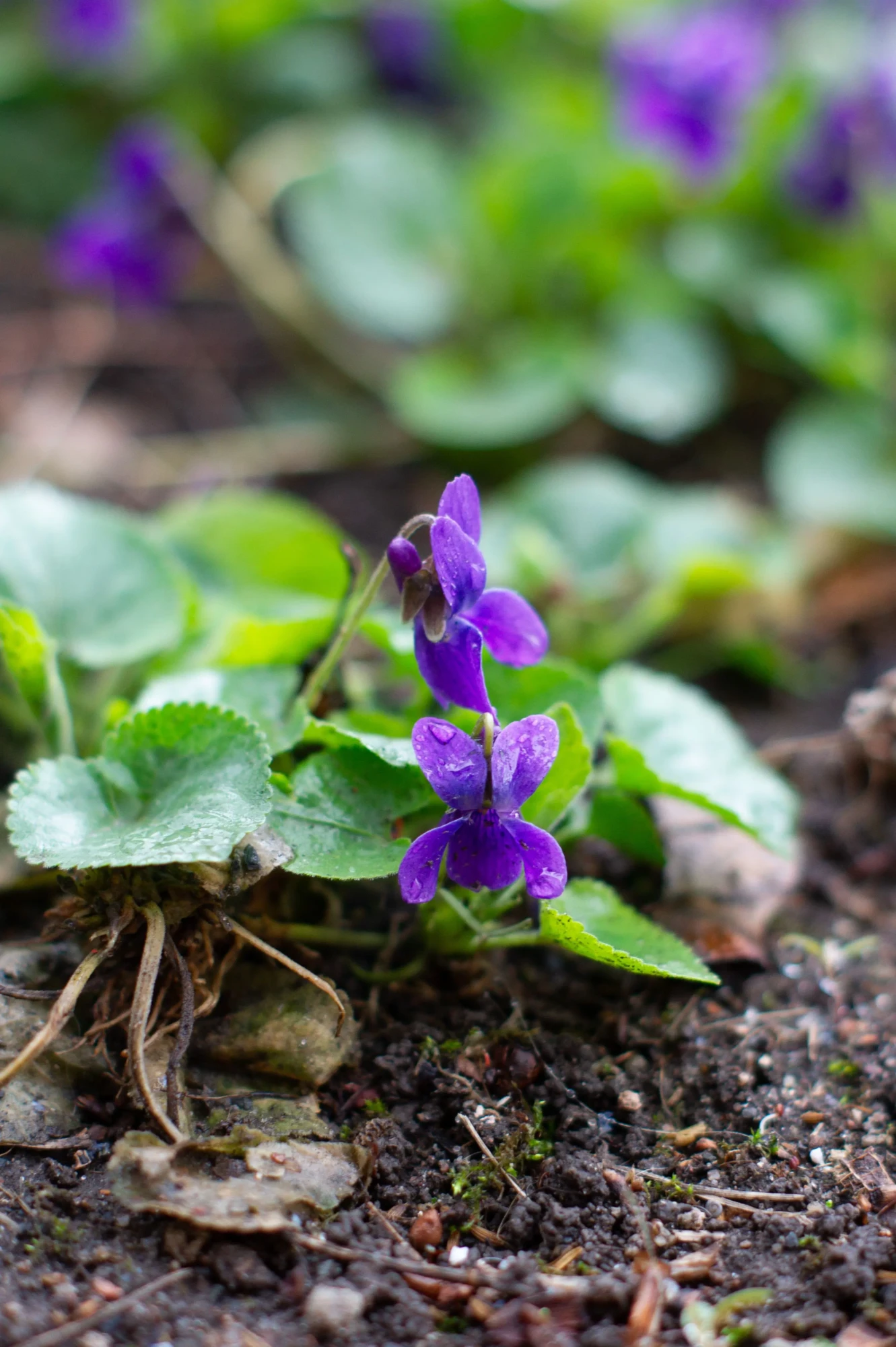 violette odorante